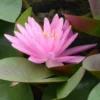 Roots Plants Large Pink Water Lily | Nymphaea Rose Arey 1 Roots Plants Large Pink Water Lily | Nymphaea Rose Arey