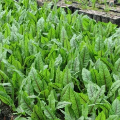 Roots Plants Bloodwort Wood Dock | Rumex Sanguineus
