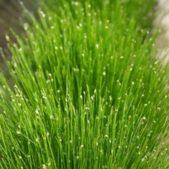 Roots Plants Fibre Optic Plants Fibre Optic Plant | Isolepsis Cerna| Oxygenating