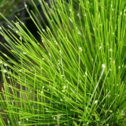 Roots Plants Fibre Optic Plants Fibre Optic Plant | Isolepsis Cerna| Oxygenating