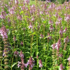 Roots Plants Marsh Woundwort | Stachys Palustris All Pond Plants