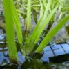 Roots Plants 5 Water Soldier Plants | 9cm Pots