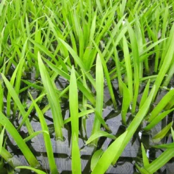 Roots Plants 5 Water Soldier Plants | 9cm Pots