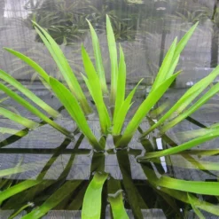 Roots Plants 5 Water Soldier Plants | 9cm Pots