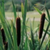Roots Plants Lesser Bulrush | Typha Angustifolia Rushes 2 Roots Plants Lesser Bulrush | Typha Angustifolia Rushes
