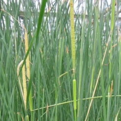 Roots Plants Rushes Medium Bulrush | Typha Gracilis 8 Roots Plants Rushes Medium Bulrush | Typha Gracilis