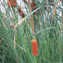 Roots Plants Rushes Medium Bulrush | Typha Gracilis 9 Roots Plants Rushes Medium Bulrush | Typha Gracilis