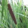 Roots Plants Common Bulrush | Typha Latifolia 1 Roots Plants Common Bulrush | Typha Latifolia