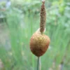 Roots Plants Miniature Bulrush | Typha Minima 2 Roots Plants Miniature Bulrush | Typha Minima