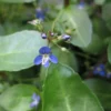 Roots Plants Water Pimpernel | Veronica Beccabunga All Pond Plants 1 Roots Plants Water Pimpernel | Veronica Beccabunga All Pond Plants