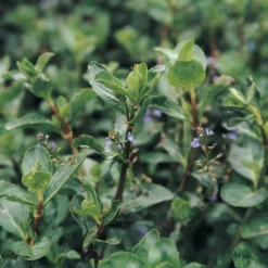 Roots Plants Water Pimpernel | Veronica Beccabunga All Pond Plants