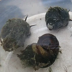 Roots Plants 5 Trapdoor Snails (Viviparus Viviparus)