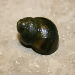 Roots Plants 5 Trapdoor Snails (Viviparus Viviparus)