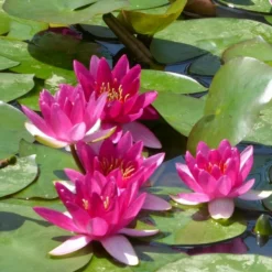 Roots Plants Dwarf Water Lily | Nymphaea Xiafei Trees For Small Gardens