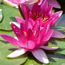 Roots Plants Dwarf Water Lily | Nymphaea Xiafei Trees For Small Gardens