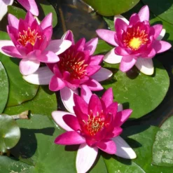 Roots Plants Dwarf Water Lily | Nymphaea Xiafei Trees For Small Gardens