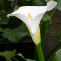 Roots Plants Arum Lily 'Crowborough'