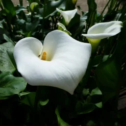 Roots Plants Arum Lily 'Crowborough'