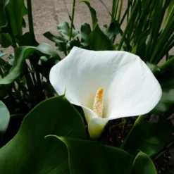 Roots Plants Arum Lily 'Crowborough'