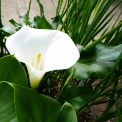 Roots Plants Arum Lily 'Crowborough'