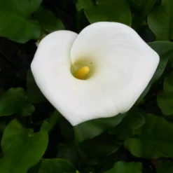 Roots Plants Arum Lily 'Crowborough'