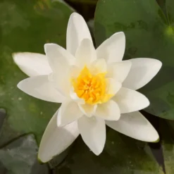Roots Plants Water Lily | Nymphaea Albatross