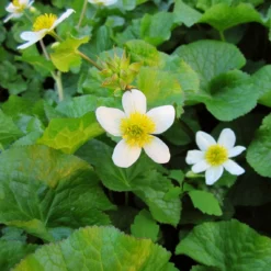 Roots Plants White Marsh Marigold | Caltha Palustris Alba