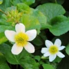 Roots Plants White Marsh Marigold | Caltha Palustris Alba 2 Roots Plants White Marsh Marigold | Caltha Palustris Alba