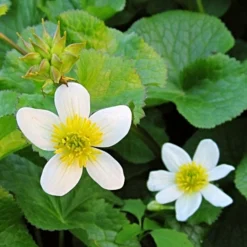 Roots Plants White Marsh Marigold | Caltha Palustris Alba