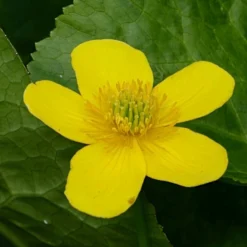 Roots Plants Marsh Marigold | Caltha Palustris