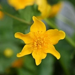 Roots Plants Marsh Marigold | Caltha Palustris