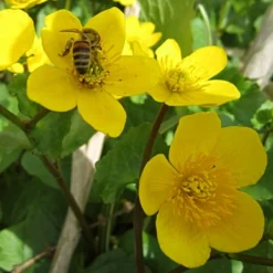 Roots Plants Marsh Marigold | Caltha Palustris