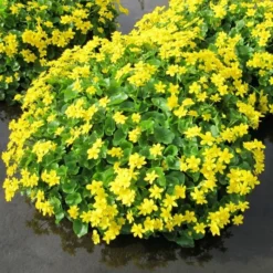 Roots Plants Marsh Marigold | Caltha Palustris