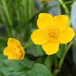 Roots Plants Marsh Marigold | Caltha Palustris
