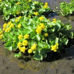 Roots Plants Swamp Marsh Marigold | Caltha Palustris 'Plena'