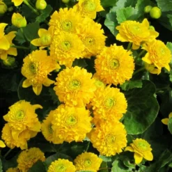 Roots Plants Swamp Marsh Marigold | Caltha Palustris 'Plena'