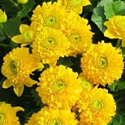 Roots Plants Swamp Marsh Marigold | Caltha Palustris 'Plena'