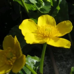 Roots Plants Giant Marsh Marigold | Caltha Palustris Polypetala