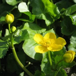 Roots Plants Giant Marsh Marigold | Caltha Palustris Polypetala