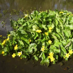 Roots Plants Giant Marsh Marigold | Caltha Palustris Polypetala