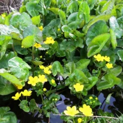 Roots Plants Giant Marsh Marigold | Caltha Palustris Polypetala