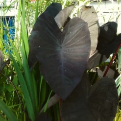 Roots Plants All Pond Plants Colocasia Rubra Black Magic | Elephant Ear Plant
