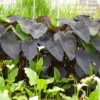 Roots Plants All Pond Plants Colocasia Rubra Black Magic | Elephant Ear Plant 1 Roots Plants All Pond Plants Colocasia Rubra Black Magic | Elephant Ear Plant