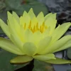 Roots Plants Water Lily | Nymphaea Lemon Mist