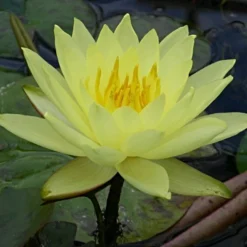 Roots Plants Water Lily | Nymphaea Lemon Mist