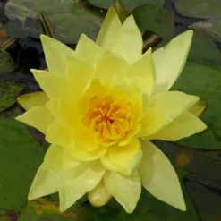 Roots Plants Water Lily | Nymphaea Lemon Mist