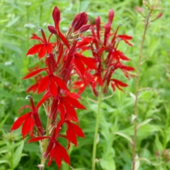 Roots Plants Lobelia Cardinalis | Cardinal Flower All Pond Plants
