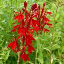 Roots Plants Lobelia Cardinalis | Cardinal Flower All Pond Plants