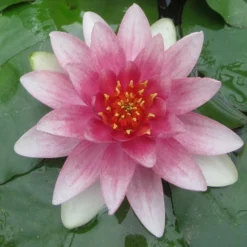 Roots Plants Water Lily | Nymphaea Mrs Richmond