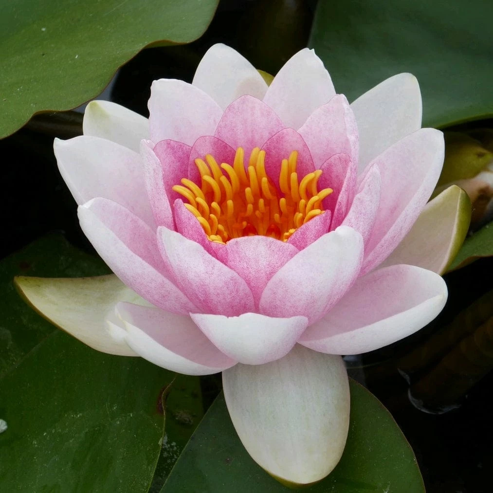 Roots Plants Water Lily | Nymphaea Mrs Richmond 7 Roots Plants Water Lily | Nymphaea Mrs Richmond